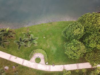 High angle view of plants growing on tree