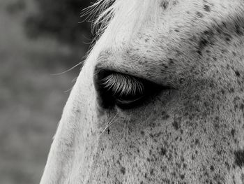 Close-up of horse