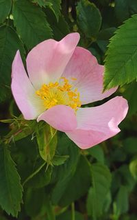 Close-up of hibiscus blooming outdoors