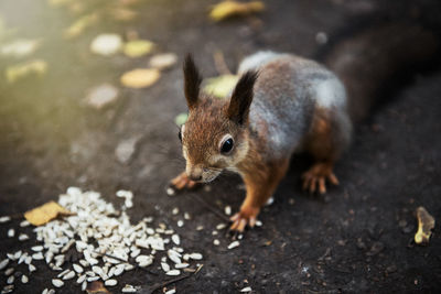 High angle view of squirrel on road