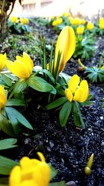 Close-up of yellow flowering plants