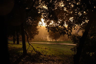 Sunlight streaming through trees on field