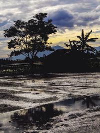 Silhouette tree by sea against sky during sunset