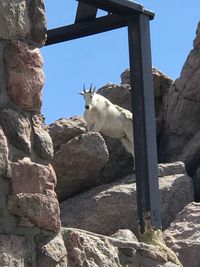 Low angle view of horse on rock