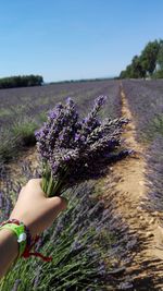 Cropped image of hand holding flowers on field