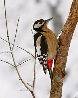 Close-up of bird perching on branch against sky