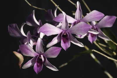 Close-up of pink flowering plant against black background