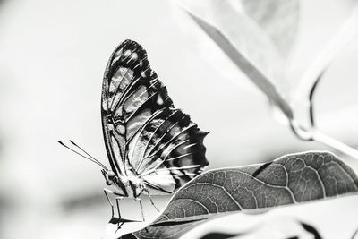 Close-up of butterfly on leaf