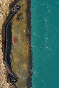 High angle view of turtle in swimming pool