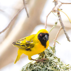 Yellow masked weaverbird holding grass to building nest