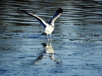 Bird flying over water