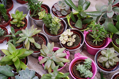 Closeup potted various succulent plants on deck top view