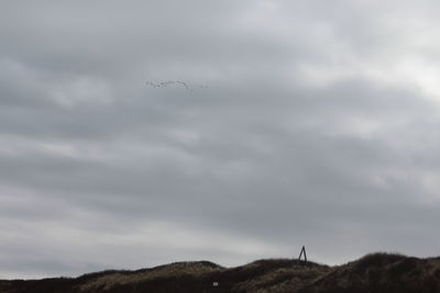 Low angle view of birds flying over land