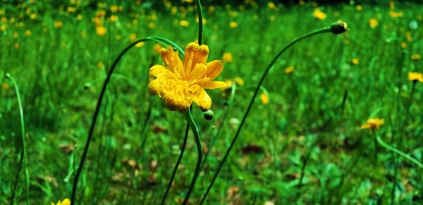 Close-up of yellow flowering plant