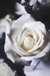 Close-up of white rose