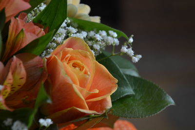 Close-up of rose blooming outdoors