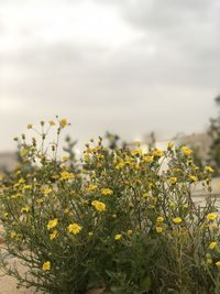 Close-up of yellow flowering plants on field against sky