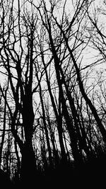 Low angle view of bare trees against sky