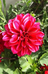 Close-up of red dahlia blooming outdoors