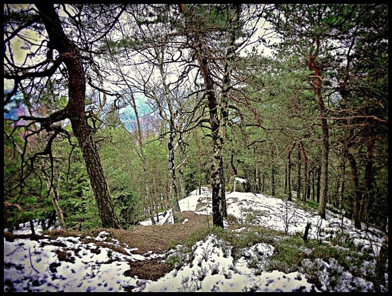 tree, tranquility, tranquil scene, nature, transfer print, beauty in nature, snow, scenics, growth, branch, forest, landscape, winter, auto post production filter, season, rock - object, cold temperature, non-urban scene, tree trunk, day