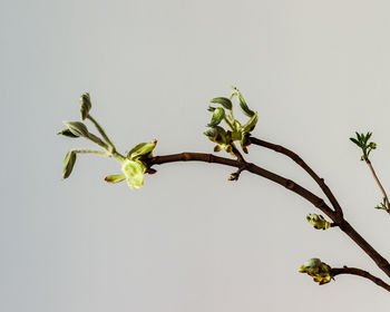 Close-up of plant against clear sky