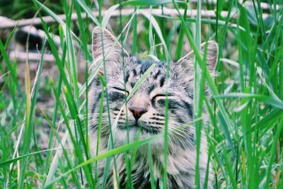 Portrait of cat on grass