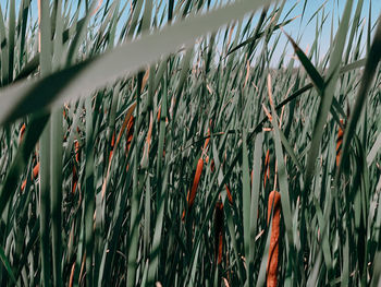 Close-up of grass against wall