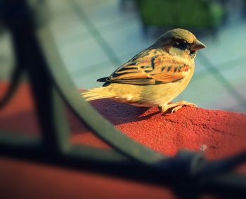 Close-up of bird perching on wall