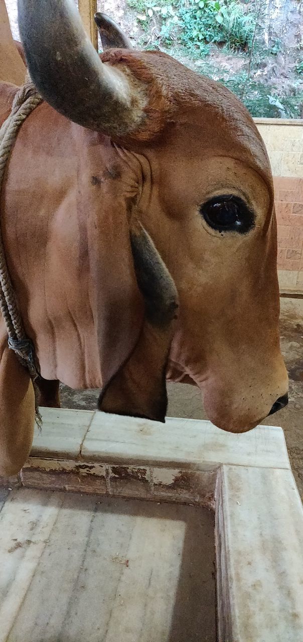 CLOSE-UP OF HORSE SCULPTURE