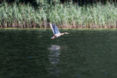 Bird flying over lake 