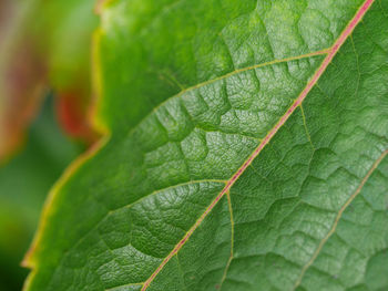 Close-up of green leaves