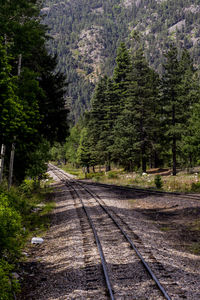 Railroad track amidst trees in forest