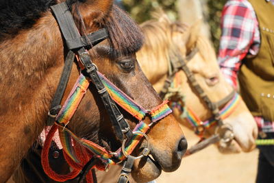 Close-up of horse