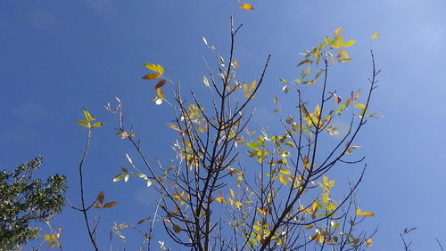 Yellow flowers against clear blue sky