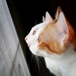 Close-up cats looking through window