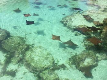 High angle view of stingrays swimming in water