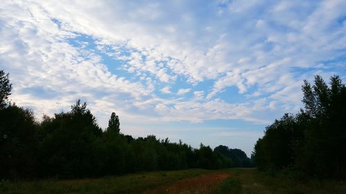 Trees on landscape against sky