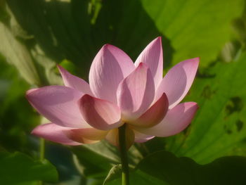 Close-up of pink lotus