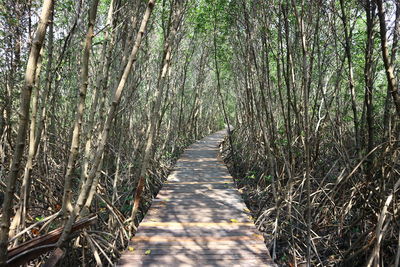 Footpath amidst trees in forest