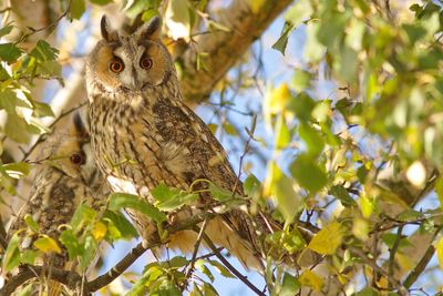 Low angle view of bird perching on branch