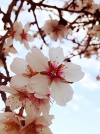 Low angle view of cherry blossom tree