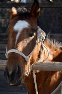 Close-up of horse in ranch