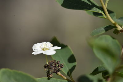 Close-up of white flowering plant