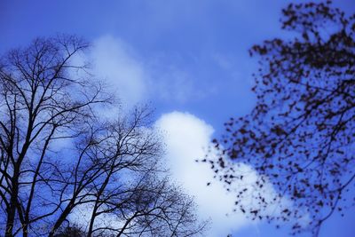 Low angle view of bare tree against blue sky