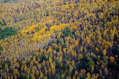 High angle view of pine trees in forest during autumn