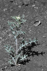 Close-up of wildflowers growing on plant