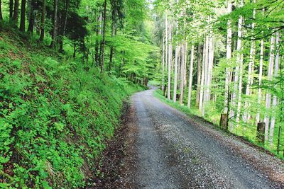 Road amidst trees in forest