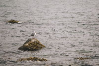 Bird in water