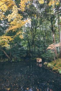 Trees in park during autumn