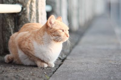 Close-up of ginger cat sitting outdoors